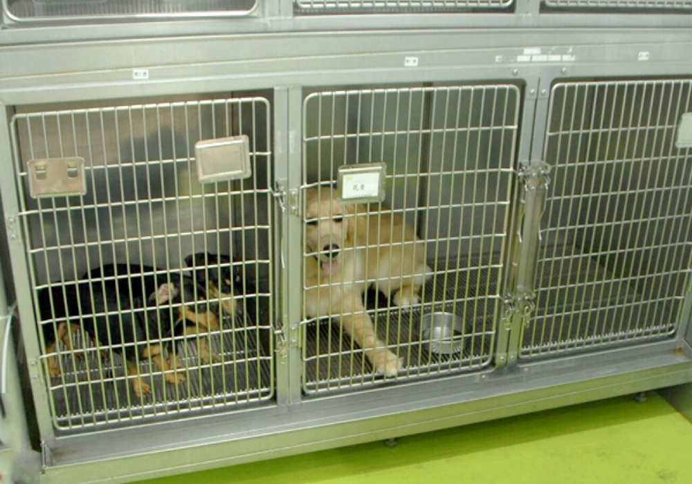 犬入院室