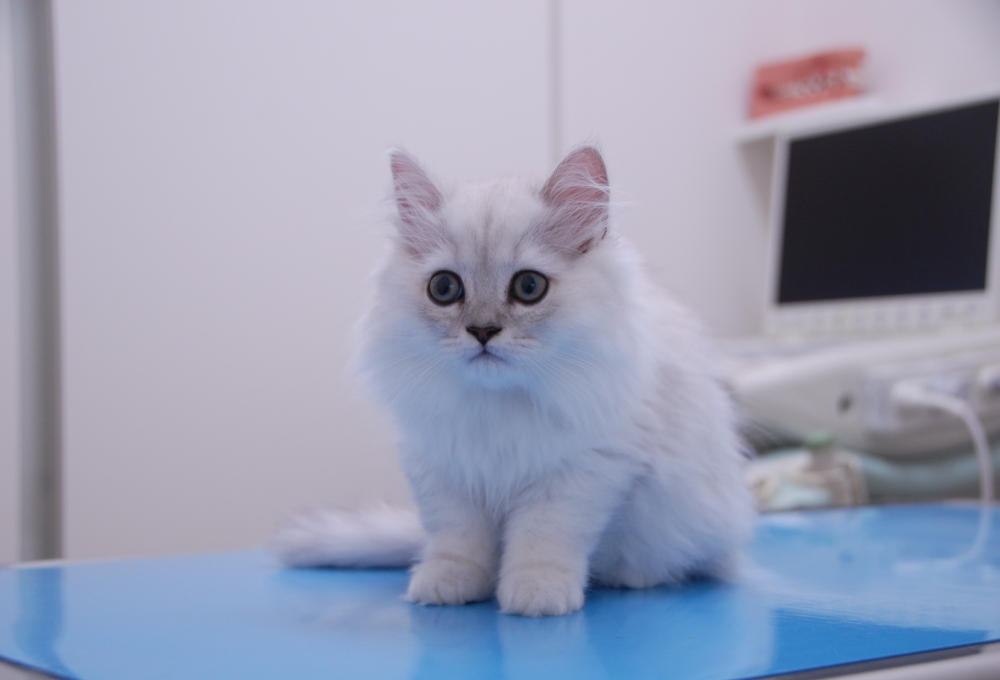 持ってきていただきたい物