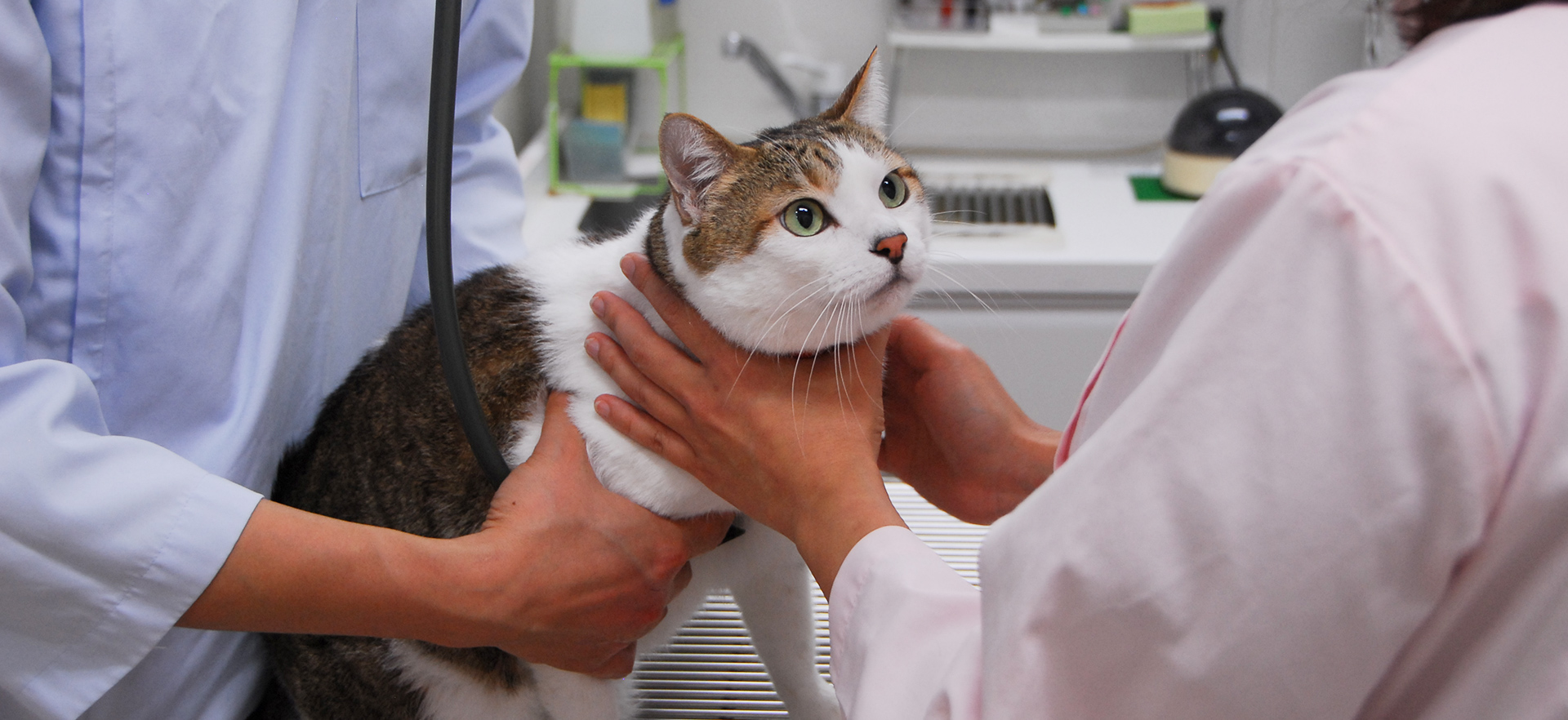 立川みなみ動物病院