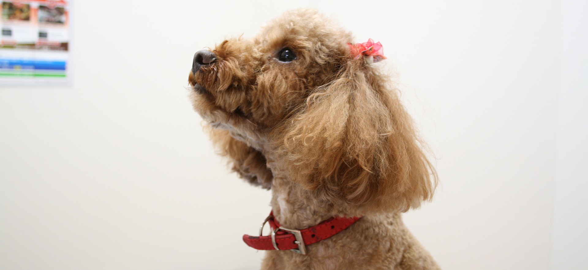 立川みなみ動物病院