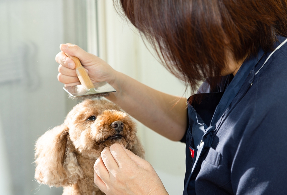 看護師によるトリミング