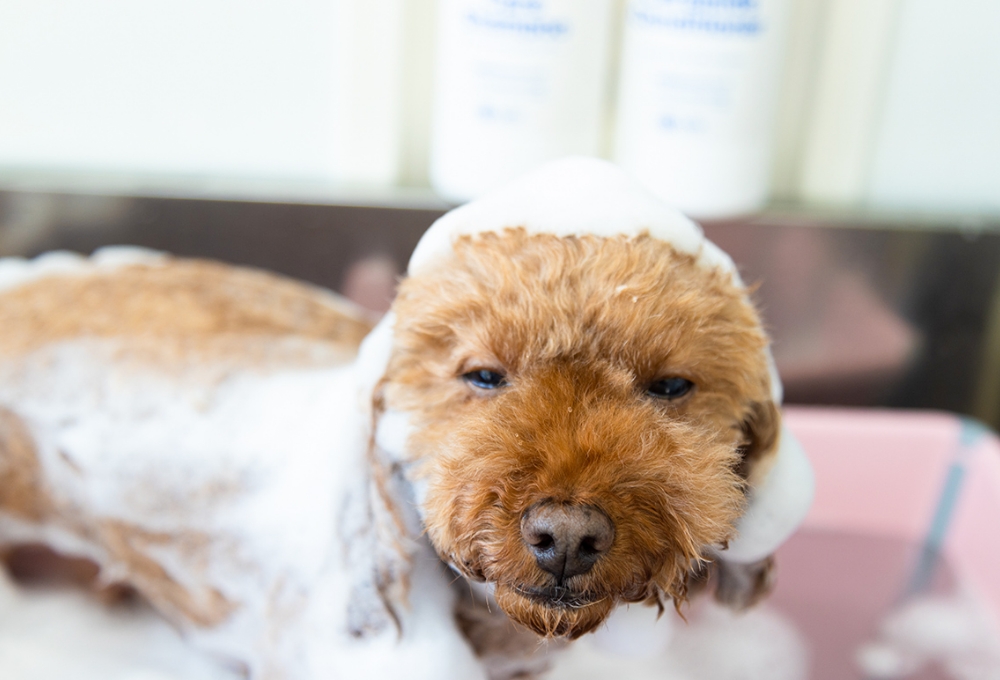 薬浴による治療